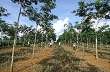 Triển vọng cây cao su ở Bình Định